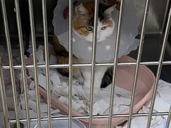 -达爱动物医院·犬猫分区·CT·复杂眼科(远洋山水分院)