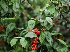 -樱桃山旅游景区