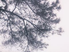 -缙云山景区