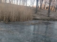 -马家湾湿地公园