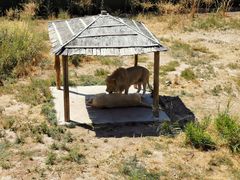 -新疆天山野生动物园