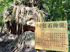 -莫里热带雨林景区