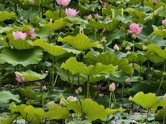 -建水文庙