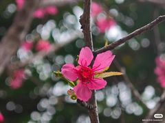 -莲花山公园