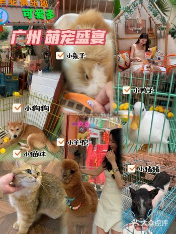 撸宠+换装+拍照一站式体验|被萌宠治愈的一天!!