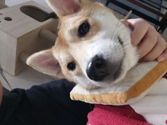 -逗柴咖啡屋·狗咖猫咖宠物桌游