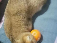 -东方名猫馆·英短金渐层布偶猫舍(环线广场1号楼店)