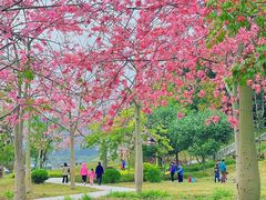 -风云岭森林公园