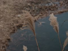 -苏州太湖湖滨国家湿地公园