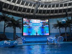 -海合安成都极地海洋公园
