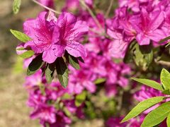 -深圳国际园林花卉博览园