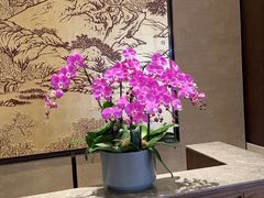 -太湖饭店玉兰厅(自助餐厅)