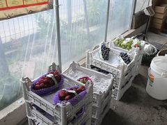 -马陆小张葡萄园农家乐