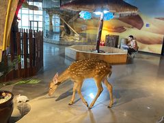 -昆明大悦城未来动物城(螺蛳湾中心店)