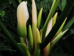 -国家植物园南园