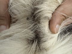 -鑫艺宠物美容培训学校