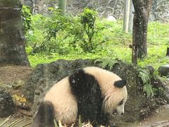 -都江堰中华大熊猫苑