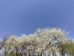 -永定河休闲森林公园