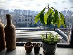 -堤角王师傅牛骨头