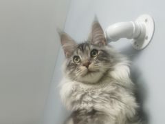 -十年猫舍·猫咪专门店(普陀店)