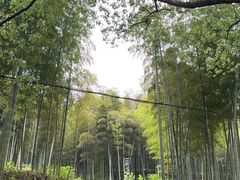 -东明山森林公园