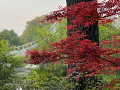 -上海共青森林公园