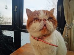 -猫小院猫主题餐厅(南锣旗舰店)
