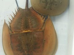 -西涌国际滨海旅游区