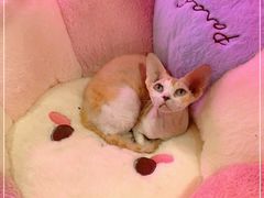 -Bastet sally猫舍购宠(静安店)