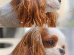 -萌宠之家·腊肠犬·马尔泰·小体犬舍