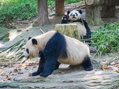 -都江堰中华大熊猫苑