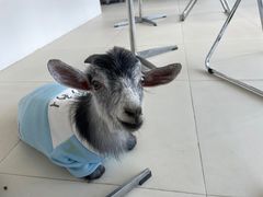 -怪兽屋·羊驼·猫咖·狗咖(俊华广场店)