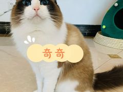 -Catmate·猫肥家润(金润铂宫店)