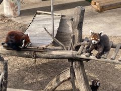 -青藏高原野生动物园