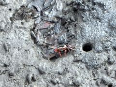 -北海金海湾红树林生态旅游区