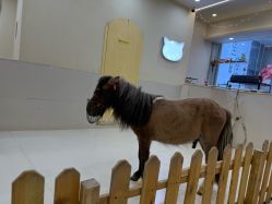 -Moni星球萌宠·小马宝莉·灵蛇·高端高阶全萌宠互动体验俱乐部(红豆国际广场店)