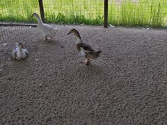 -白渔泡湿地公园