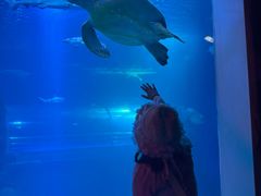 -太平洋海底世界