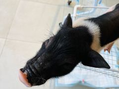 -怪兽屋·羊驼·猫咖·狗咖(俊华广场店)