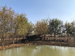 -泗洪洪泽湖湿地景区