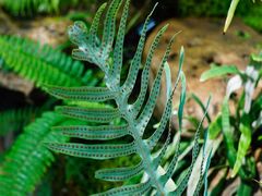 -国家植物园南园