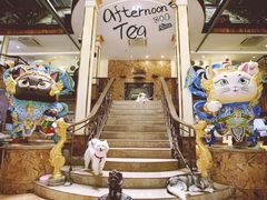 -more than meow吴止猫主题餐厅(承德 中船汇店)