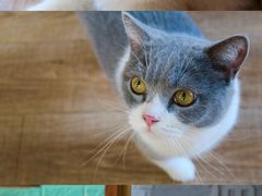 -猫的茶·猫咖