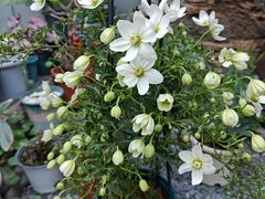-方荣糊涂菜馆(湖北路店)