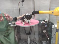 -宠福鑫康馨动物医院·骨科·眼科