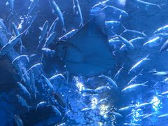 -海合安成都极地海洋公园