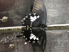 -呀诺达热带雨林