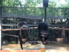 -清迈夜间动物园