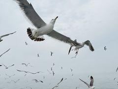 -海驴岛(荣成市)