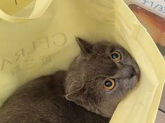 -宠颐生宠物医院·异宠猫科内科·诊疗中心宠巢店
